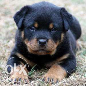 Good quality #rottweiler #Puppy's avilable male &