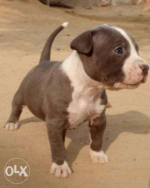 Gray And White American Pit Bull Terrier Female Puppy