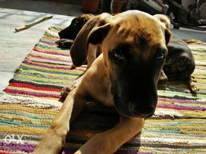 Great Dane puppy original breed