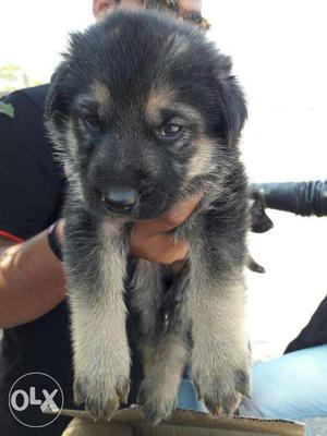 Gsd female puppy for selll