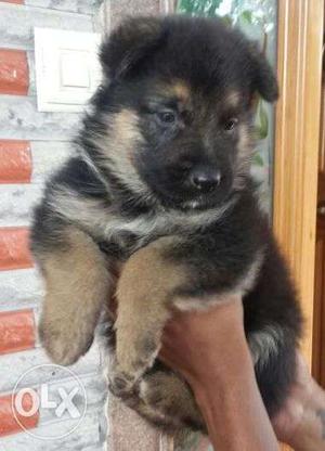 Gsd male pup available and many more breeds