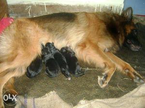 Gsd males puppies