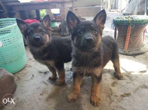 Gsd pupy only 1 left for sell