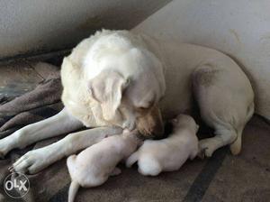 Gud and Best quality Labrador puppies available
