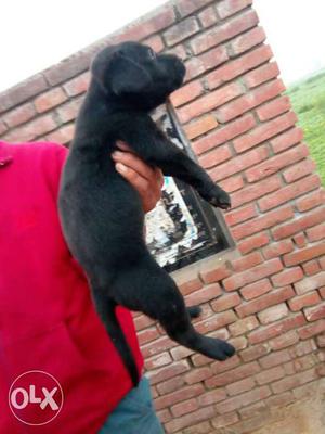 Have bone z black labrador pup female sell