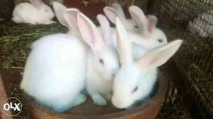 Healthy nadan white rabbits Grey colour also