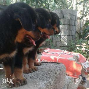 Heavy Rottweiler female Puppies for sale. K C I registered