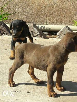 Heavy quality doberman puppies available 30days