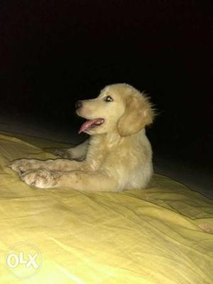 I want to sale or exchange my female golden retriever.she is