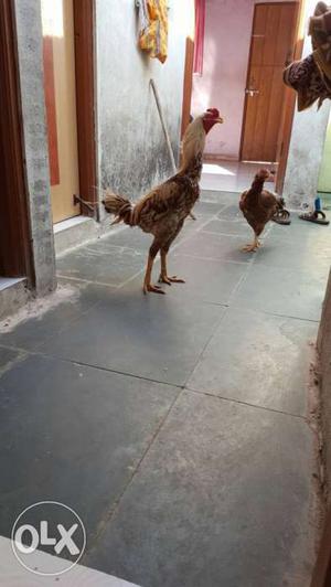 I want to sell asil hen eggs original quality 100