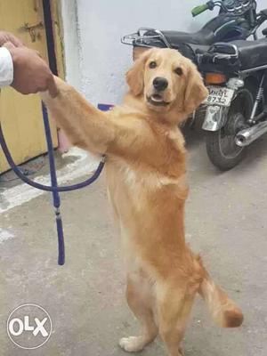 I want to sell my 6month golden retriver male dog