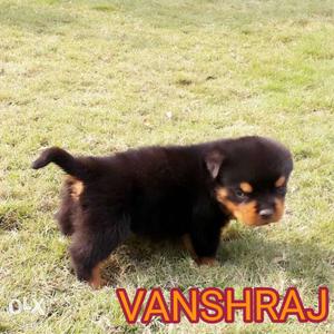 Imp line male Puppy available more information