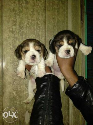Important qualities small size beagle pups avalable