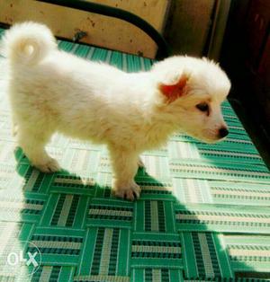 It is a Pomeranian puppy 1month 14 days days white