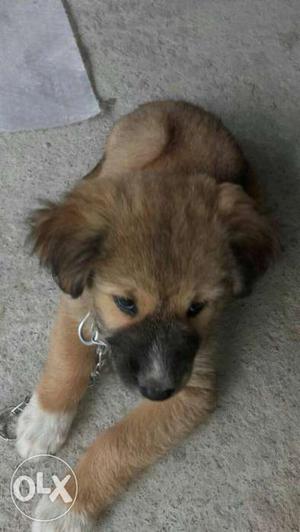 Lab and German shepherd cross puppy. contact