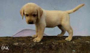 Lab female puppy for sale good quality