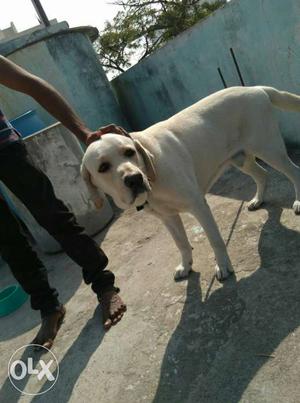 Lab male available for crossing