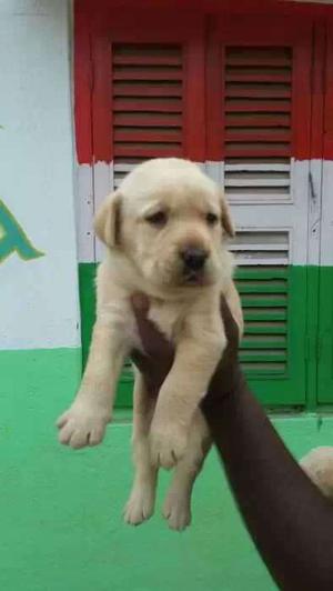 Lab puppy available for sell