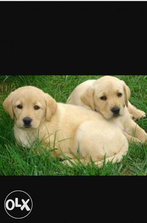 Labrador Cream Puppy For Sell Booking Fast Call