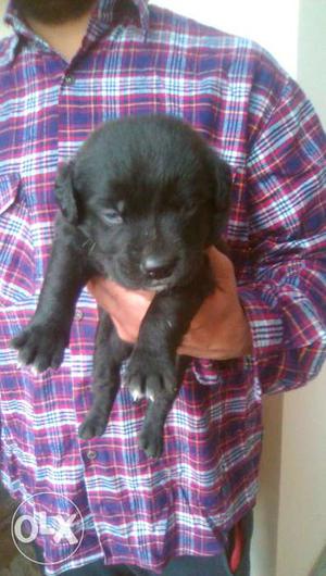 Labrador black male pup in cheap price