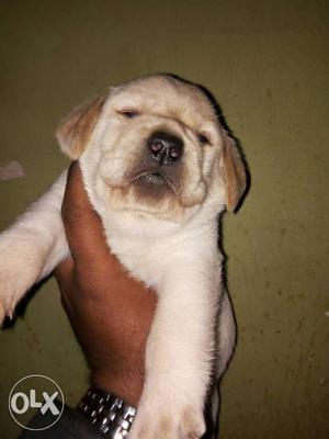 Labrador puppies home breed call me eight eight