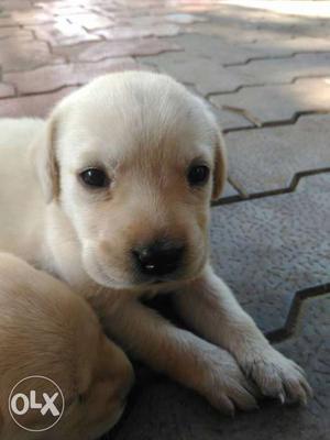Labrador puppy- Pure Breed White colour Age: 35