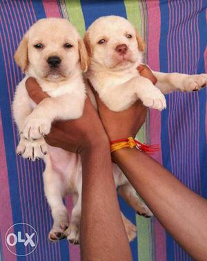 Labrador retriever puppies available 45 to 50