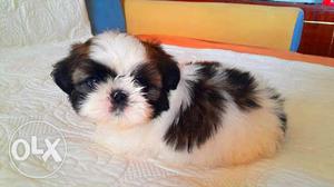 Loving Shih tzu pups available pups r growing