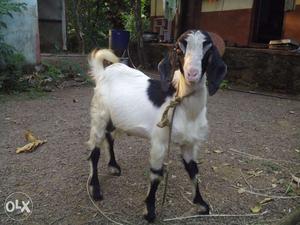Male Goat 8 months