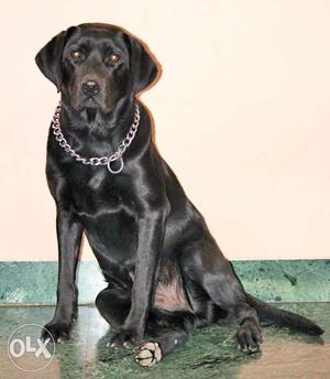 Male Labrador Dog for Mating