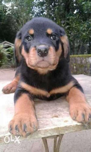 Male Rot puppy for Sale