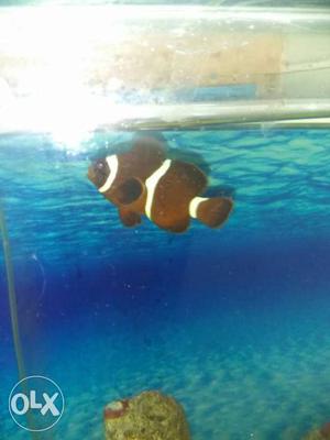 Maroon clown fish for urgent sale