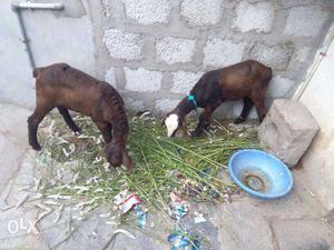 My pets for sale