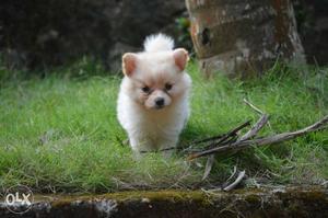 My pomerian puppy 2month old for sale contact me