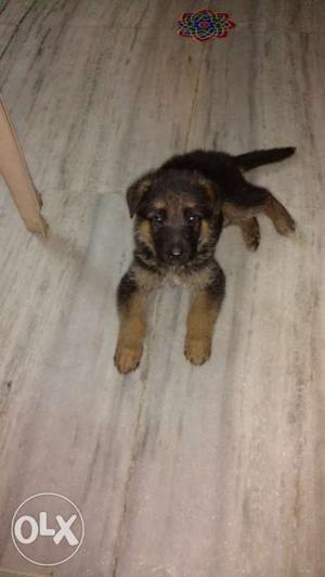 One 44 days old GSD female puppy