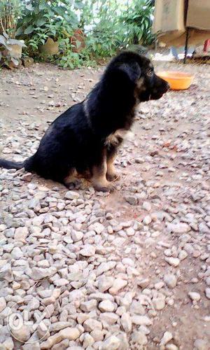 One and half month old German Shepherd puppies for sale..
