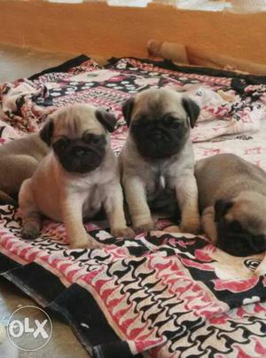 One month adorable pug puppies