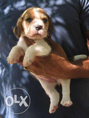 Only Serious Buyers Call Me Beagle Pups Available in delhi