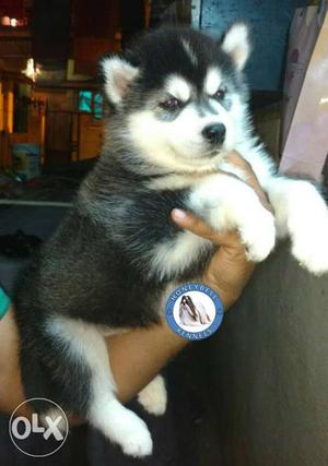 Outstanding Husky pups for sale with