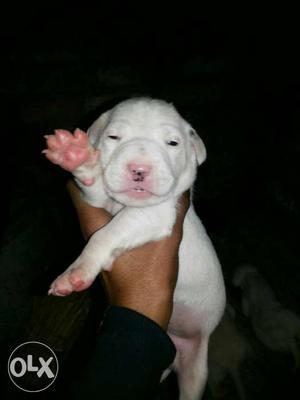 Pak bully pups ready to go new home