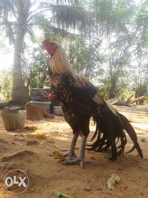 Picture Of Large Brown And Tan Rooster