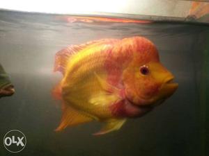 Pink And Yellow alvino Flower Horn Cichlid