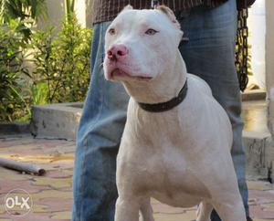 Pitbull breed white color pure age 9 months heavy