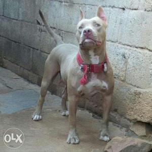 Pitbull female 3yr old once littered for sale
