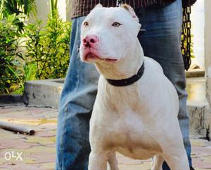 Pitbull male for sale age 9 months