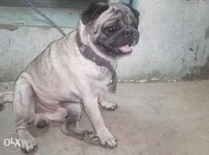 Pug brad (huch dog),7months old,full active nd