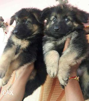 Pure Breed German Shepherd puppies available
