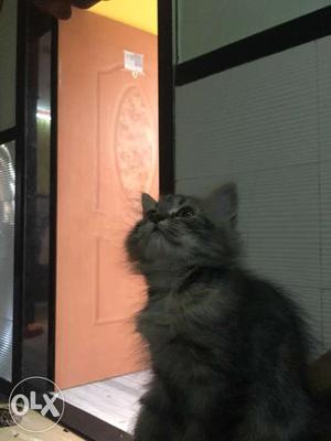 Pure breed double coated persian kittens