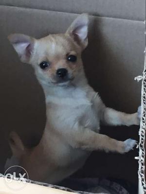 Pure breed female chihuahua puppy 2 months old