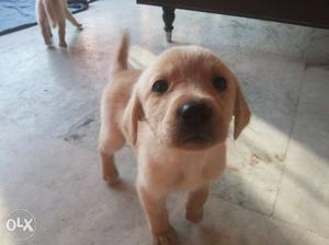 Pure breed lab puppies for sale